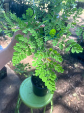 Load image into Gallery viewer, Moringa | Drumstick Tree
