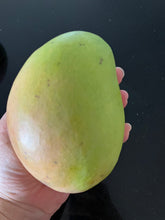 Load image into Gallery viewer, Mango | Sabre
