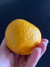 Load image into Gallery viewer, Orange | Appleby Smooth Seville Orange
