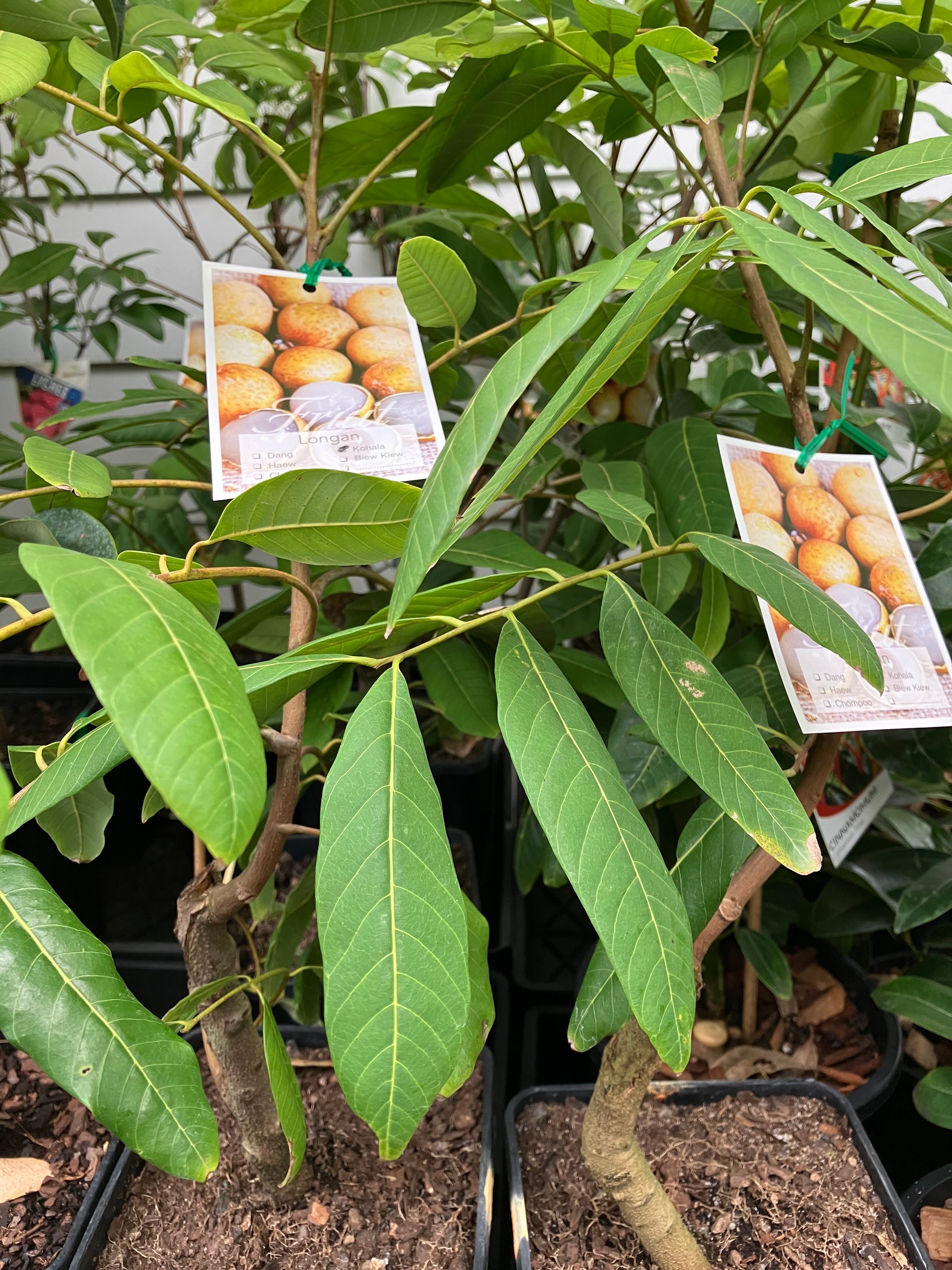 Longan Tree Mini What Is A Longan Tree