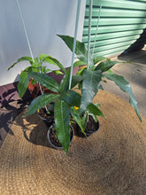 Load image into Gallery viewer, Dwarf Mango | Pickering
