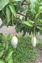 Load image into Gallery viewer, Mango | Nam Doc Mai
