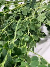 Load image into Gallery viewer, Moringa | Drumstick Tree
