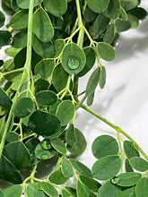 Load image into Gallery viewer, Moringa | Drumstick Tree
