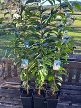 Load image into Gallery viewer, Soursop | Annona Muricata
