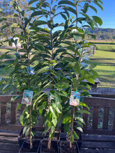 Load image into Gallery viewer, Soursop | Annona Muricata
