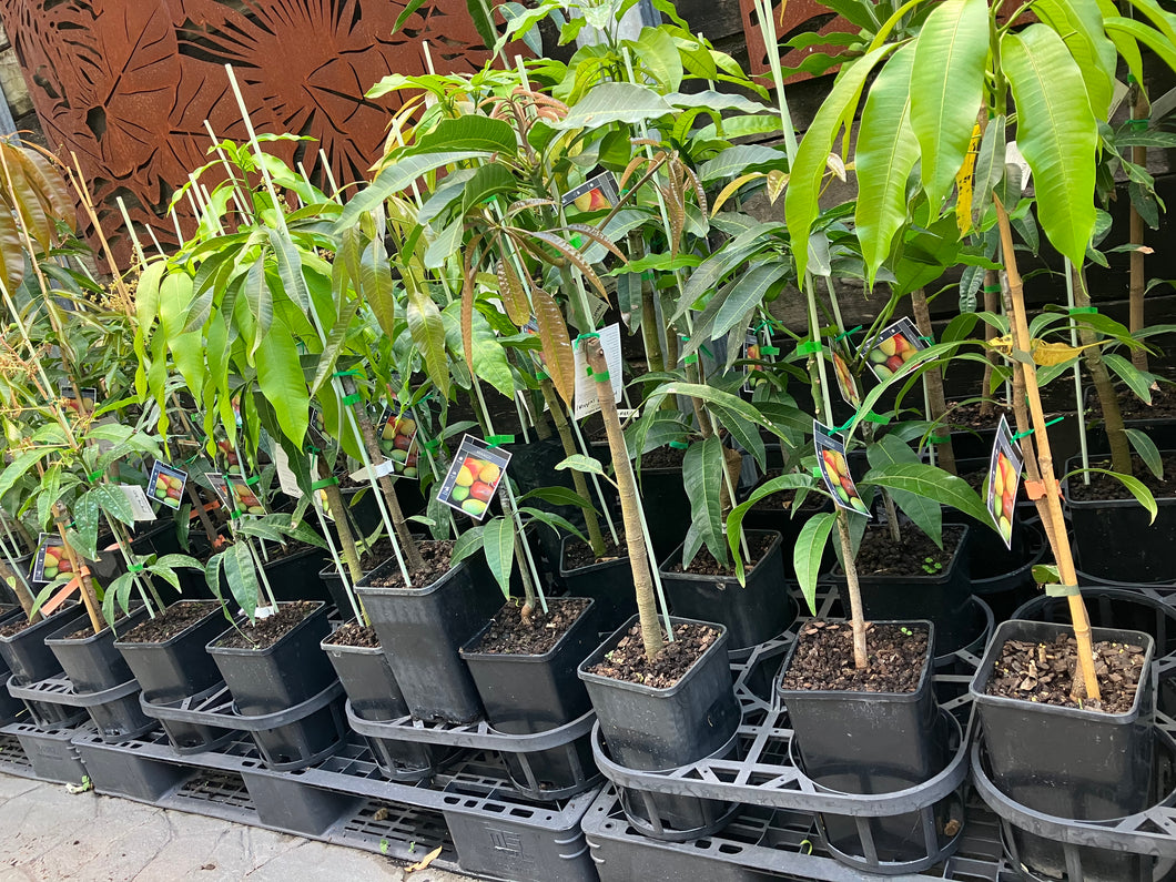 Mango | Banganapalli