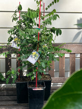 Load image into Gallery viewer, Star Fruit | Carambola
