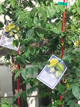 Load image into Gallery viewer, Star Fruit | Carambola
