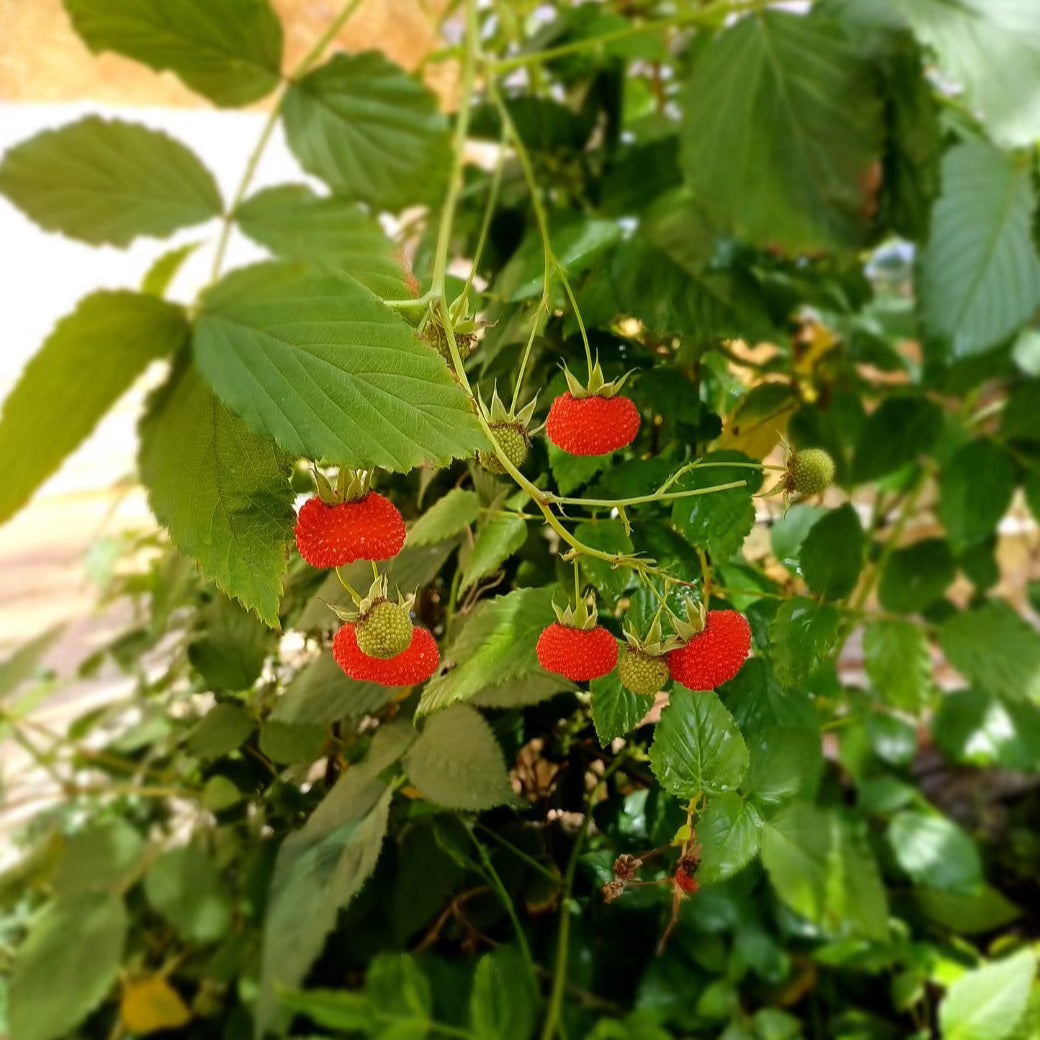 Native Raspberry | Atherton Raspberry
