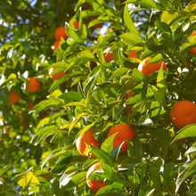 Load image into Gallery viewer, Mandarin | Silverhill Satsuma
