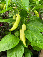 Load image into Gallery viewer, Mixed Chillis | 3 Small Chillis (Special Offer)
