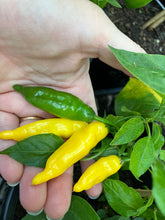 Load image into Gallery viewer, Mixed Chillis | 6 Chillis (Special Offer)
