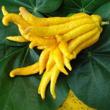 Load image into Gallery viewer, Citron | Buddha&#39;s Hand
