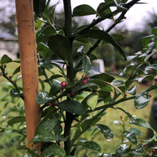 Load image into Gallery viewer, Australian Red Centre Lime | Finger Lime Hybrid
