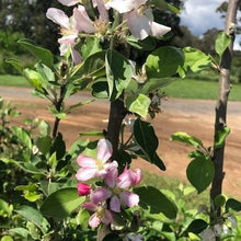 Load image into Gallery viewer, Apple | Dwarf Tropical Anna Apple
