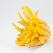 Load image into Gallery viewer, Citron | Buddha&#39;s Hand
