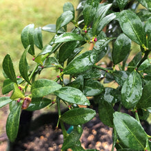 Load image into Gallery viewer, Australian Red Centre Lime | Finger Lime Hybrid
