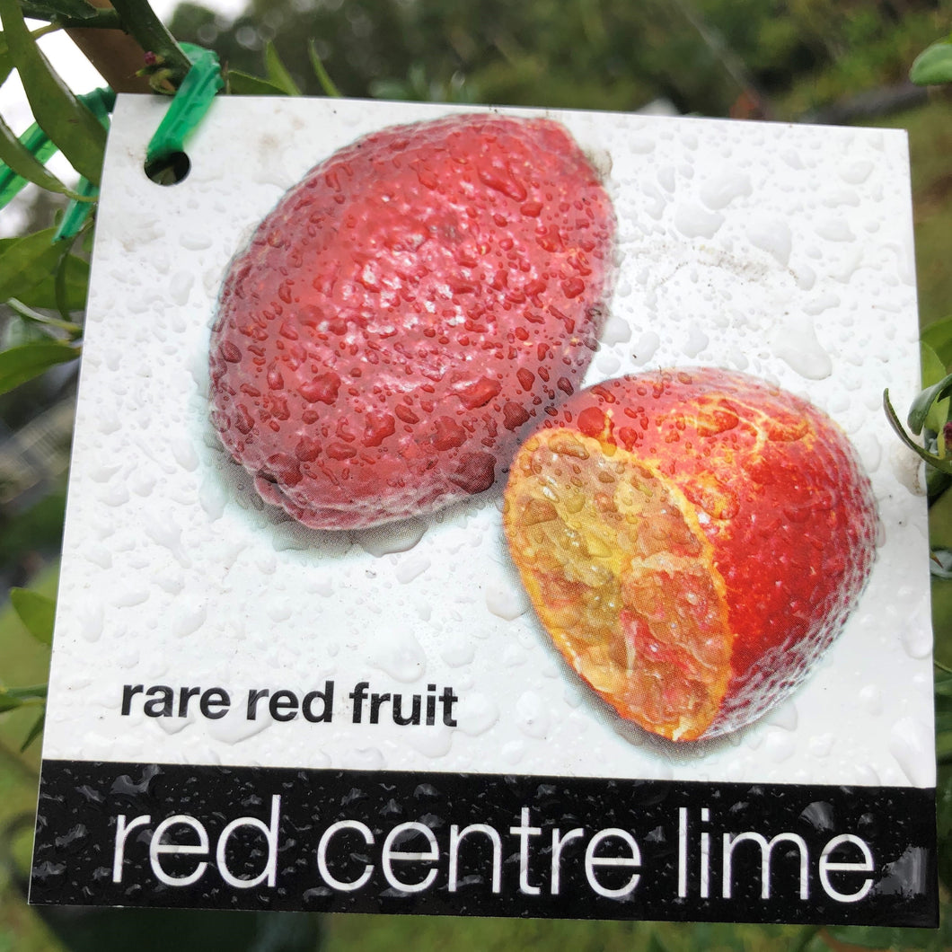 Australian Red Centre Lime | Finger Lime Hybrid
