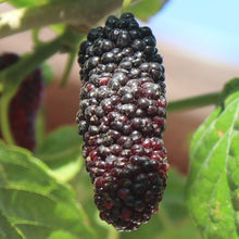 Load image into Gallery viewer, Mulberry | Black Mulberry
