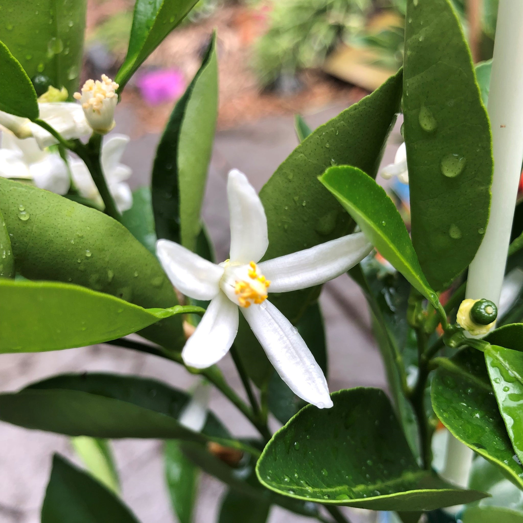 calamondin best fruit trees brisbane Calamansi
