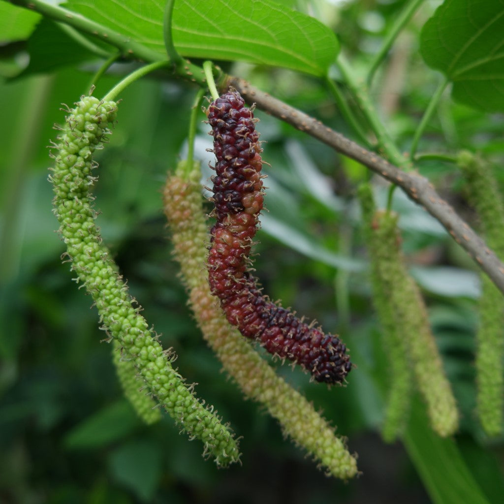 Shaitoot Mulberry | Dwarf Red Shahtoot – Buy Now from Fruit Tree Cottage