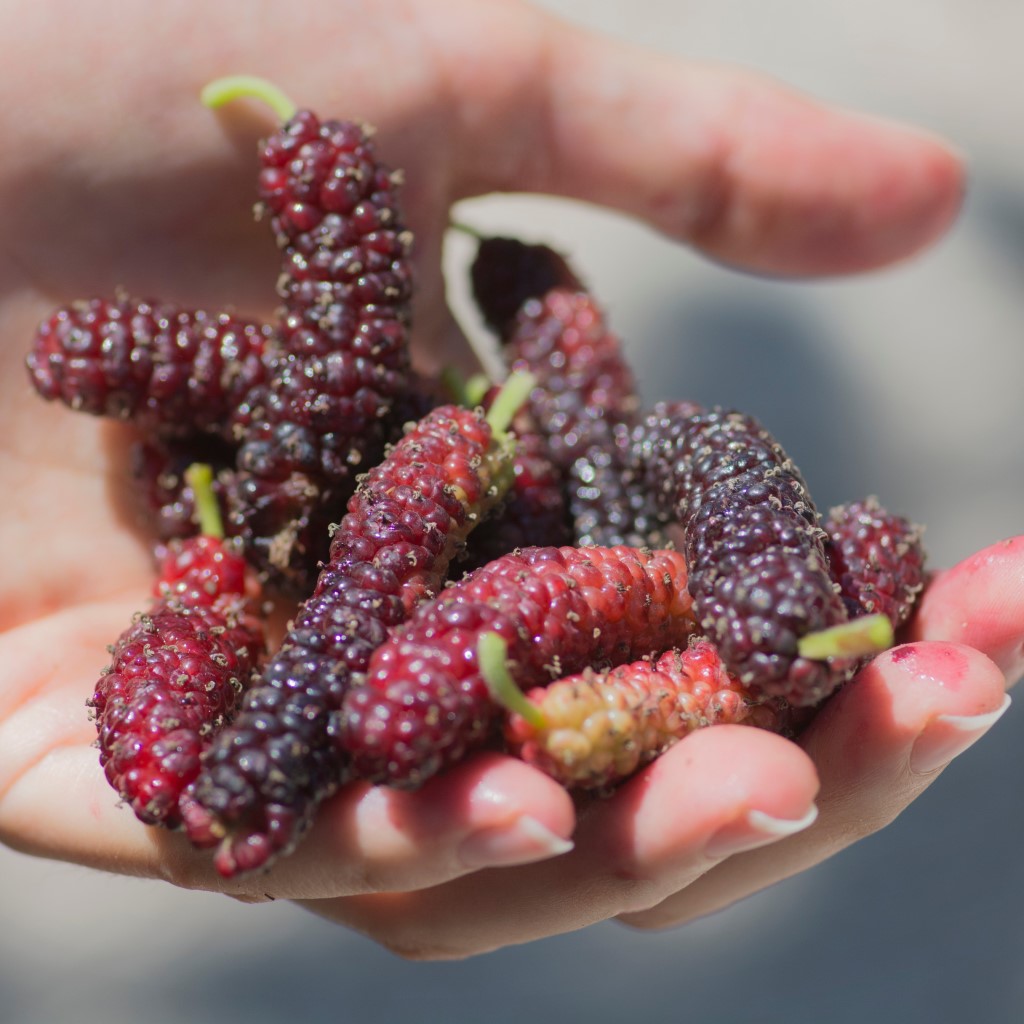 Shaitoot Mulberry | Dwarf Red Shahtoot – Buy Now from Fruit Tree Cottage