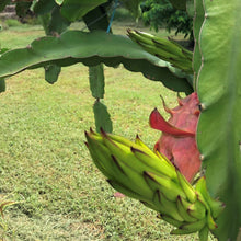 Load image into Gallery viewer, Dragon Fruit | Red
