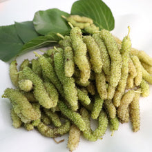 Load image into Gallery viewer, Mulberry Bundle | 1 Pakistan, 1 King White Shahtoot, 1 Dwarf Red Shahtoot
