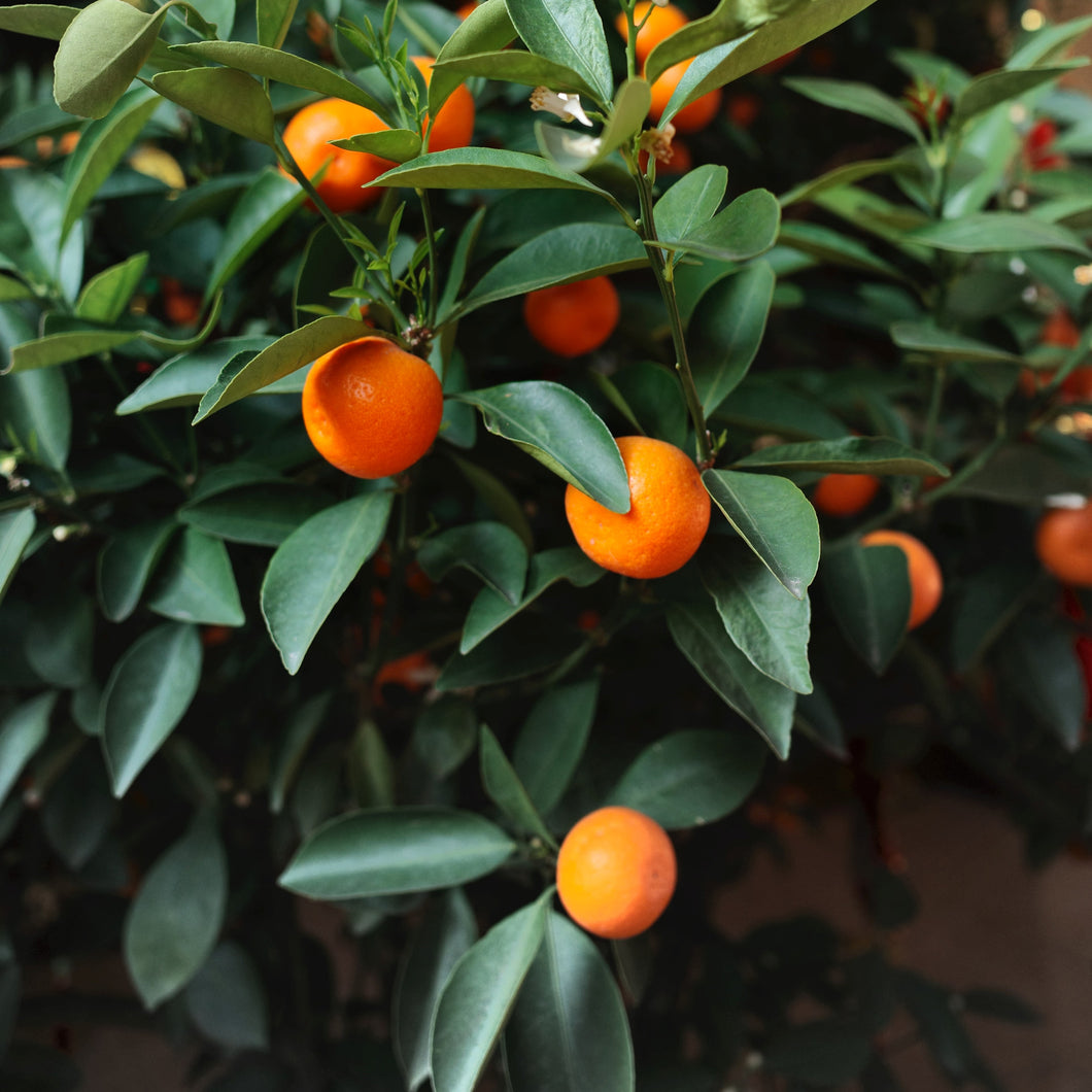 Kumquat | Meiwa