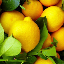 Load image into Gallery viewer, Citrus Bundle | Sweet and Sour Citrus Garden
