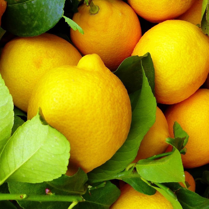 Citrus Bundle | Sweet and Sour Citrus Garden