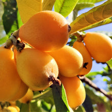 Load image into Gallery viewer, Loquat | Champagne
