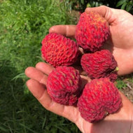 Lychee | Erdon Lee