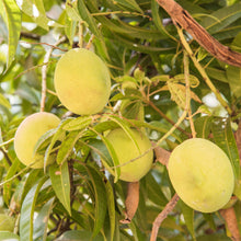 Load image into Gallery viewer, Bowen Mango growing on a tree
