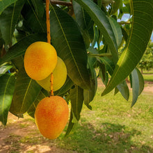 Load image into Gallery viewer, Bowen Mango hanging from a tree
