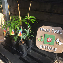 Load image into Gallery viewer, R2E2 Mango - stock at nursery with logo

