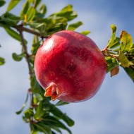 Pomegranate | Wonderful