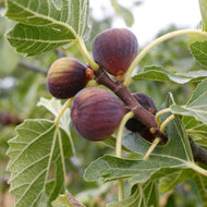 Fig | Purple Vigilante