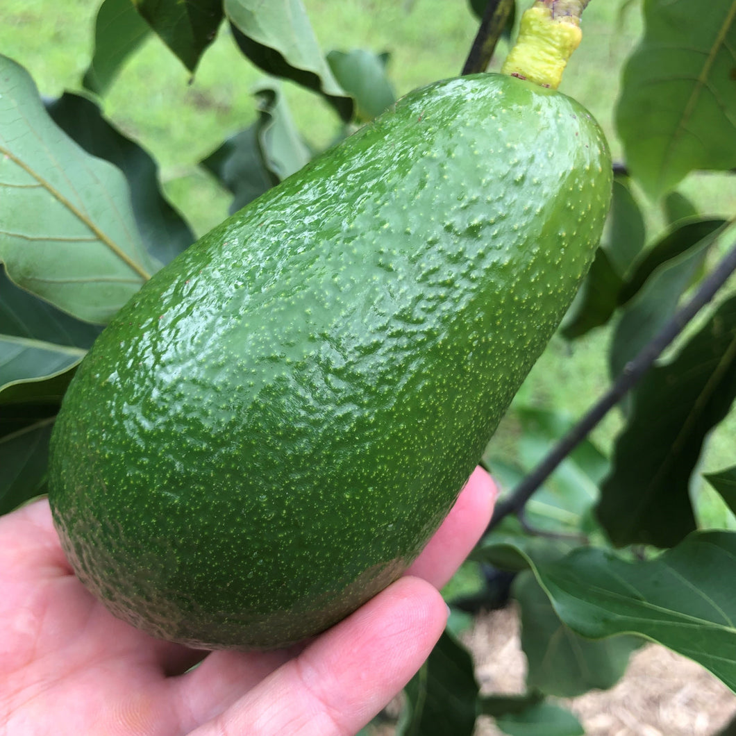 Avocado | Wurtz (Dwarf)