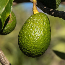 Load image into Gallery viewer, Avocado | Gwen
