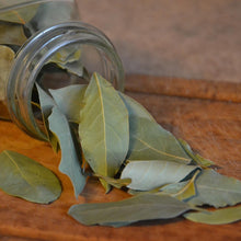 Load image into Gallery viewer, Bay Laurel | Bay Leaf Tree
