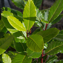 Load image into Gallery viewer, Bay Laurel | Bay Leaf Tree
