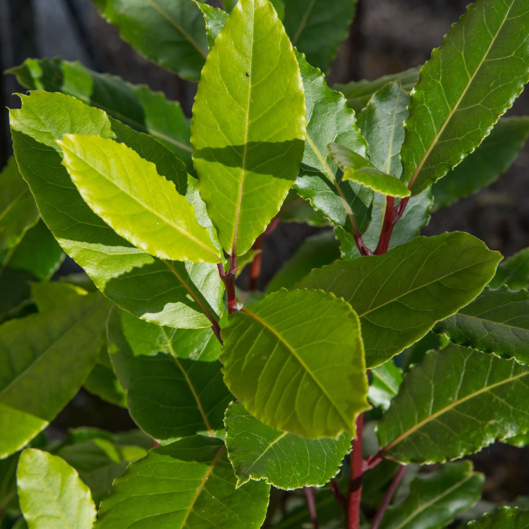 Bay Laurel | Bay Leaf Tree