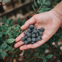 Load image into Gallery viewer, Blueberries | Sunshine Blue Blueberry (Dwarf)
