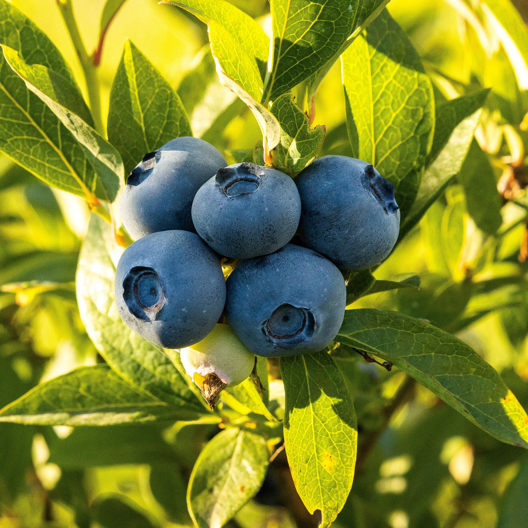Blueberries | Biloxi Blueberry
