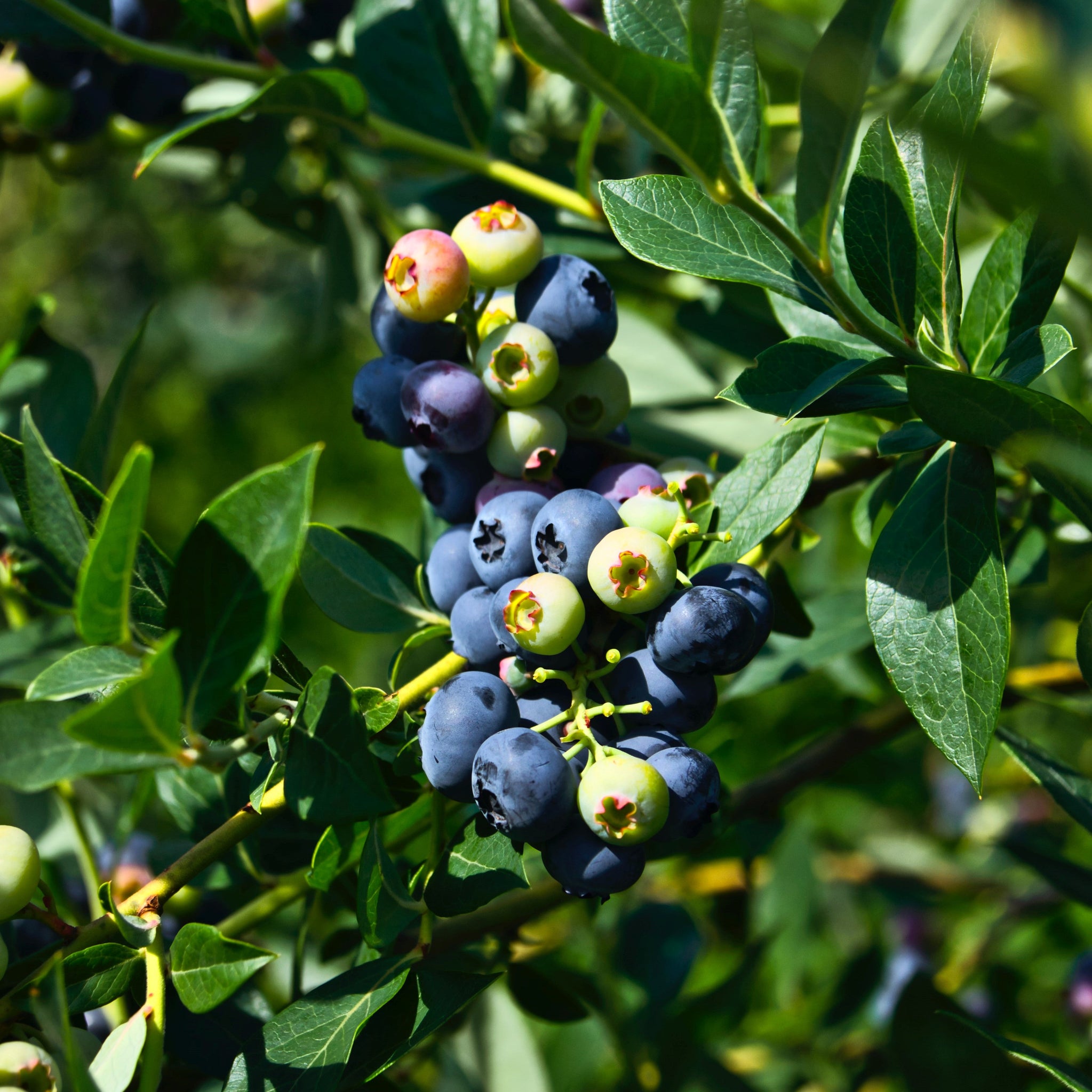 Blueberries | Sunshine Blue Blueberry (Dwarf) – Buy Now from Fruit Tree ...