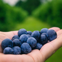 Load image into Gallery viewer, Blueberries | Gulf Coast Blueberry
