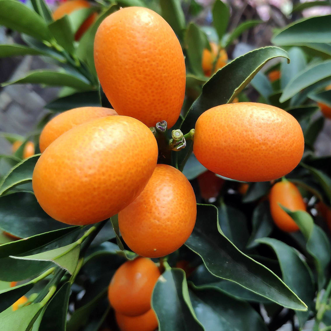 Kumquat | Nagami