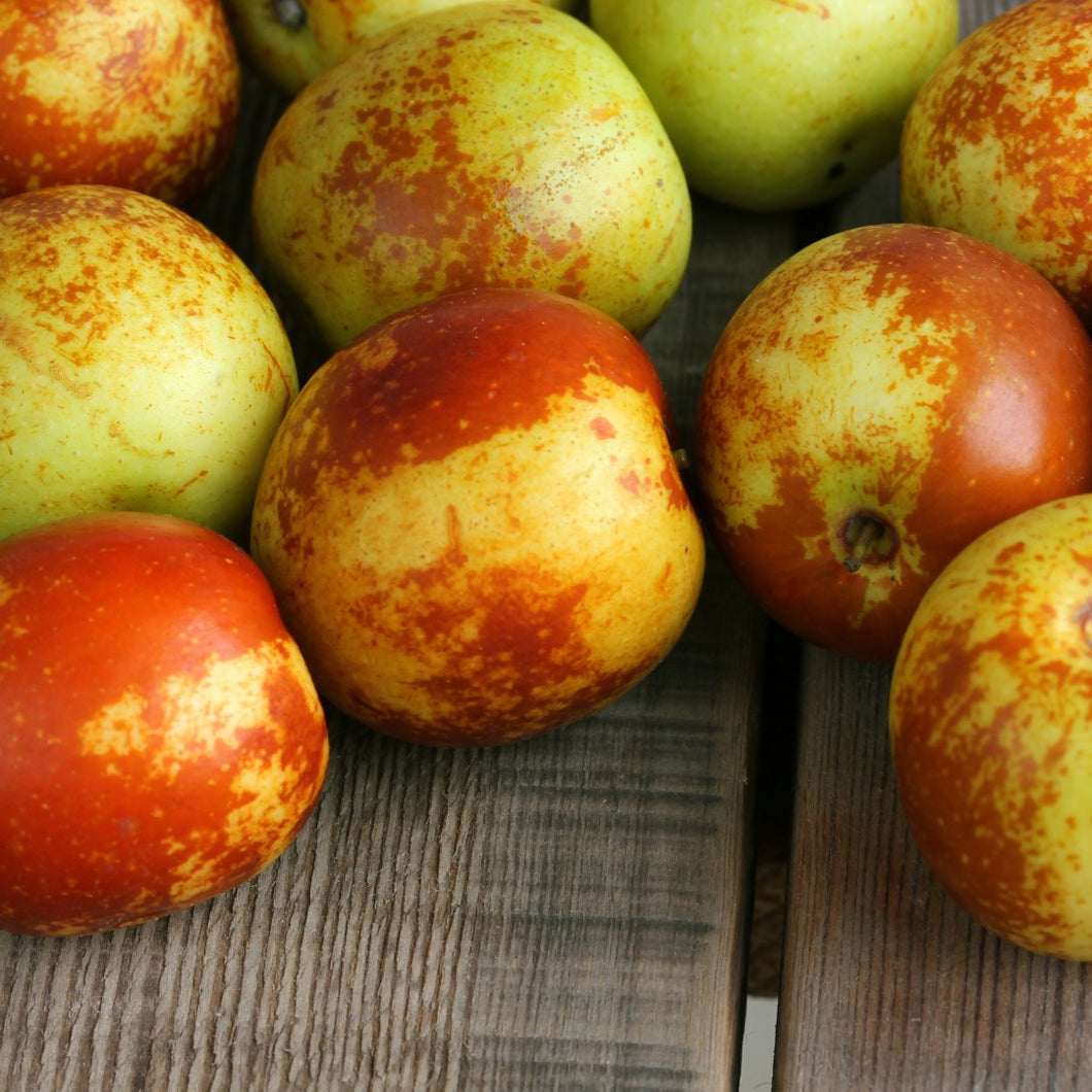 Jujube | Chico Jujuba